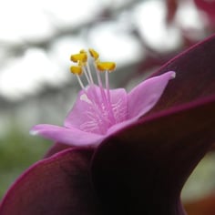 Moses in the Basket 3