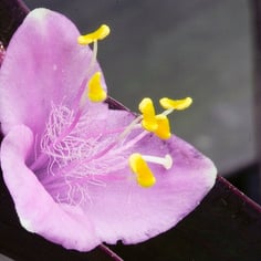 Moses in the Basket 2