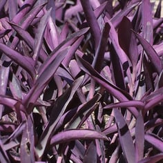 Moses in the Basket 4