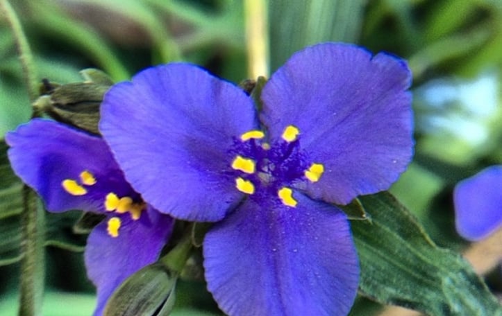 Common Spiderwort