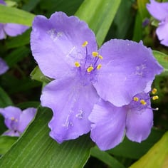 Common Spiderwort 2