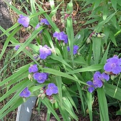 Common Spiderwort 4