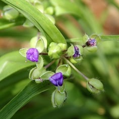 Common Spiderwort 3