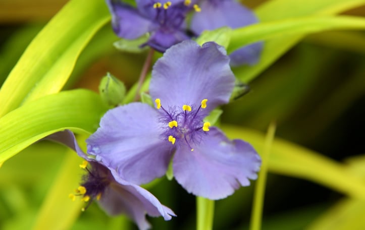Spiderwort