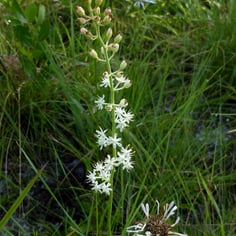 Coastal False Asphodel 4