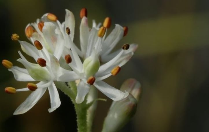 Coastal False Asphodel