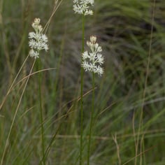 Coastal False Asphodel 2