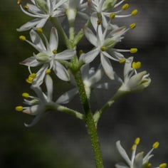 Coastal False Asphodel 3