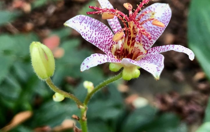 Hairy Toad Lily