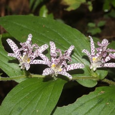 Hairy Toad Lily 4