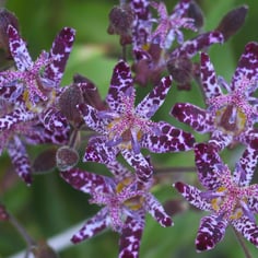 Hairy Toad Lily 2