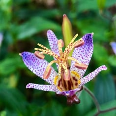 Hairy Toad Lily 3