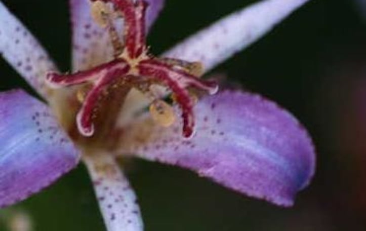 Amethyst Toad Lily