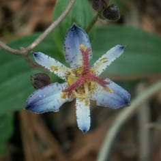 Amethyst Toad Lily 2