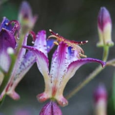 Amethyst Toad Lily 3