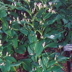 Amethyst Toad Lily 4