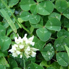 Clover 3