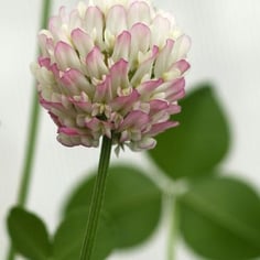 Clover 2