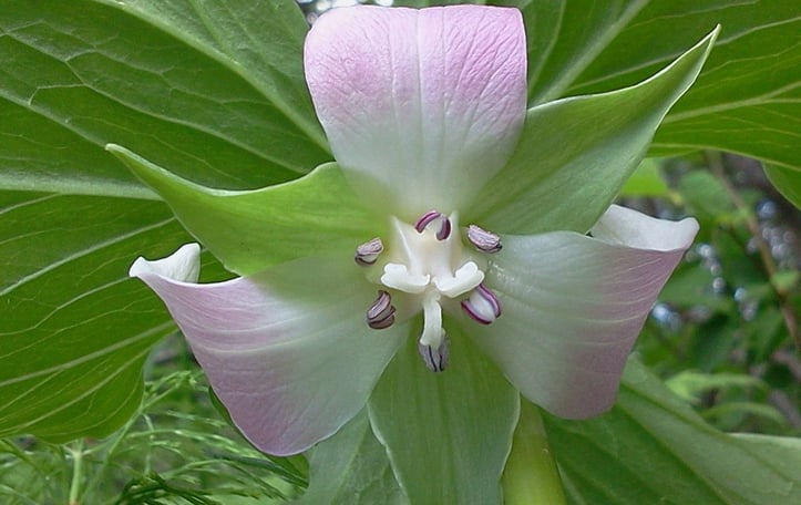 Nodding Trillium