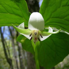 Nodding Trillium 2