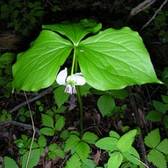Nodding Trillium 4