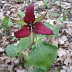 Purple Trillium 4