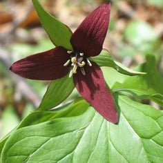 Purple Trillium 3