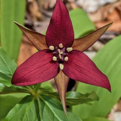 Purple Trillium 2