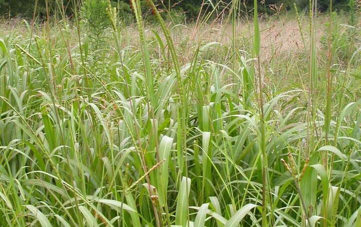 Eastern Gamagrass