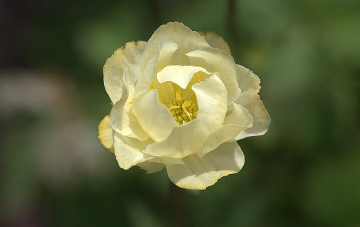 Globeflower