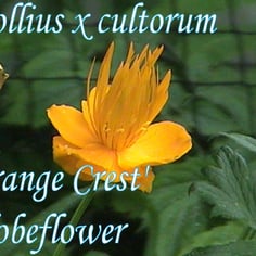 Globeflower 4