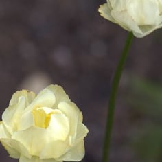 Globeflower 2