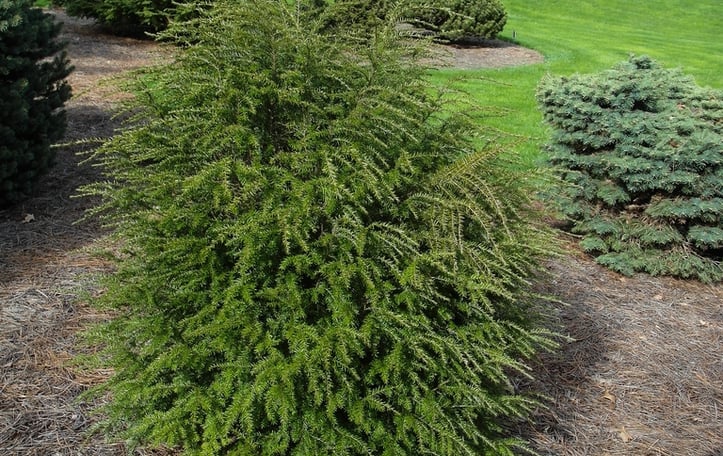 Canadian Hemlock