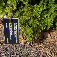 Canadian Hemlock 2
