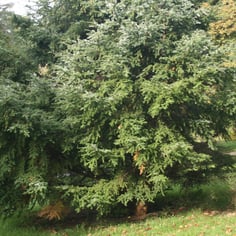Southern Japanese Hemlock 4