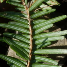 Southern Japanese Hemlock 2