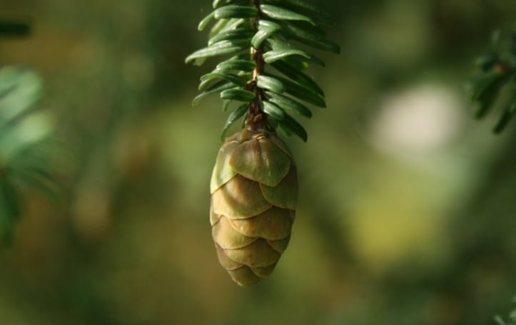 Southern Japanese Hemlock