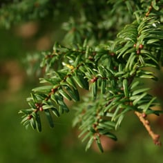 Southern Japanese Hemlock 3