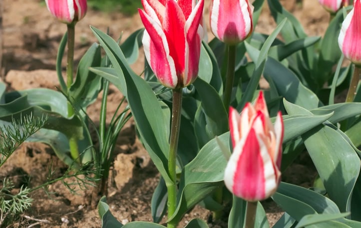 Tulipa greigii