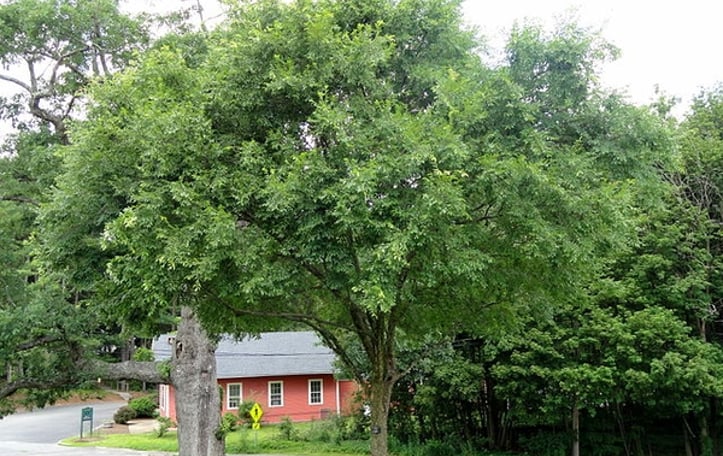 Chinese Elm