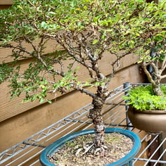 Chinese Elm 3