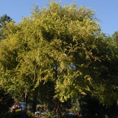 Chinese Elm 4