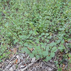 Dwarf Stinging Nettle 2