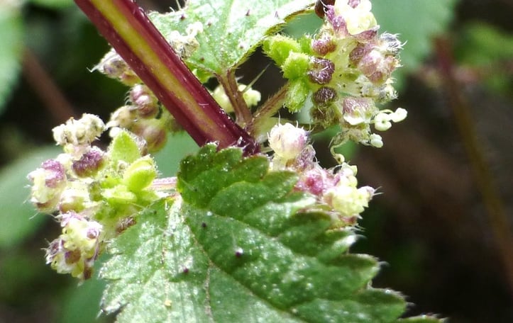 Dwarf Stinging Nettle
