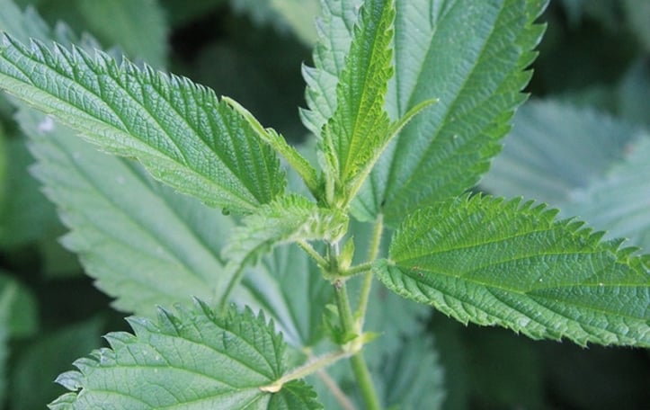 Common Nettle