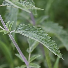 Common Nettle 2
