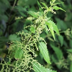 Common Nettle 3