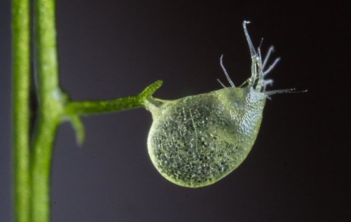 Bladderwort