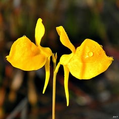 Bladderwort 2