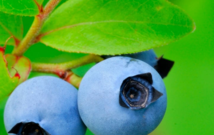Late Lowbush Blueberry